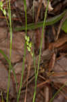 Slender woodland sedge